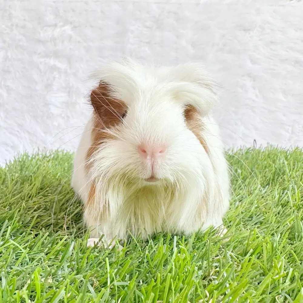 Guinea pig marmut hias coronet
