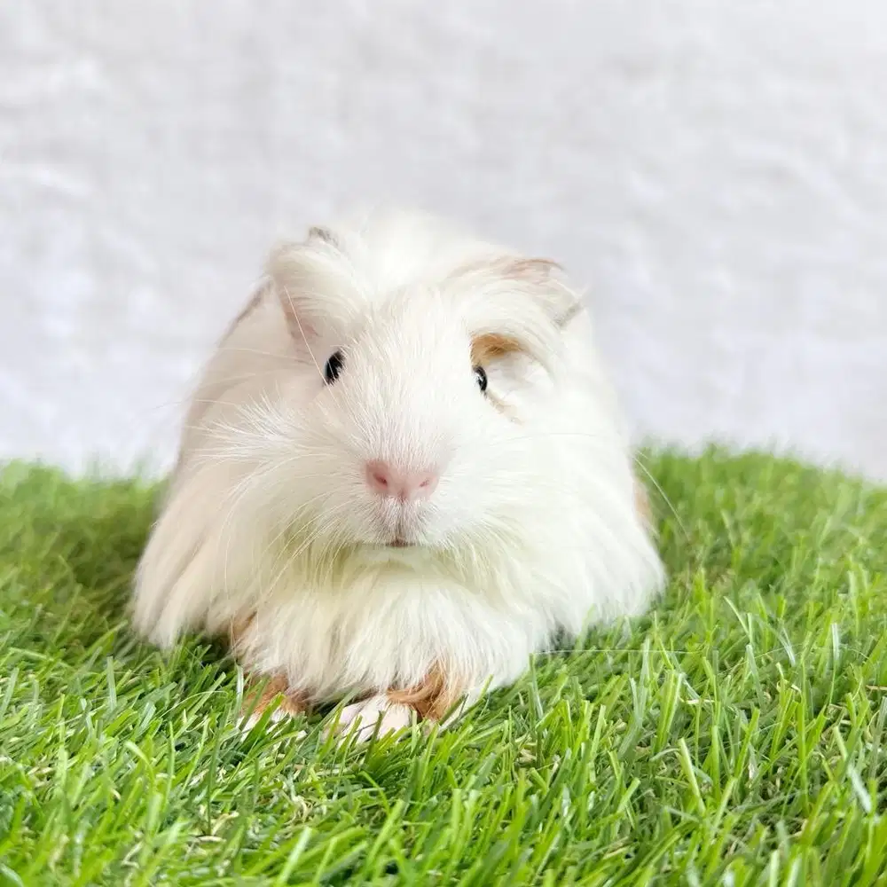 Guinea pig coronet cavy cavia cavi