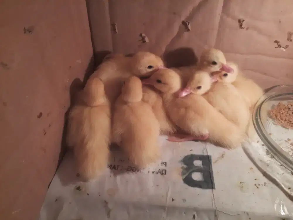 Dijual Anak Entok Silangan Jumbo