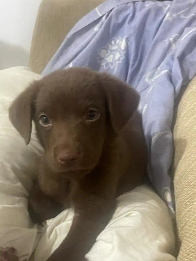 Choclate labrador puppy