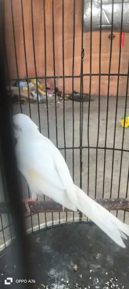 Kenari putih bodi lumayan Big
