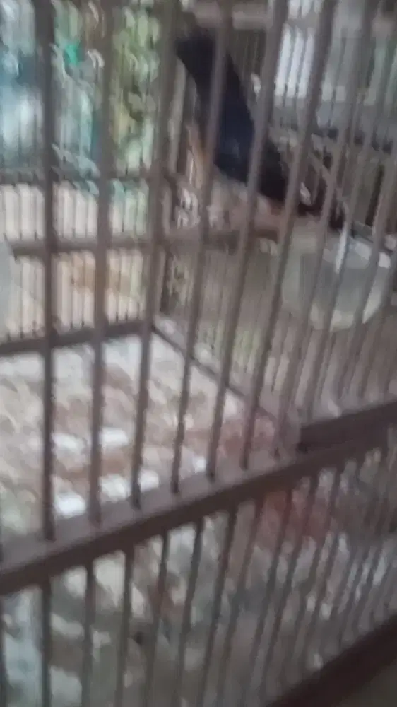 Siapa cepat dapat murai Medan hutan asli