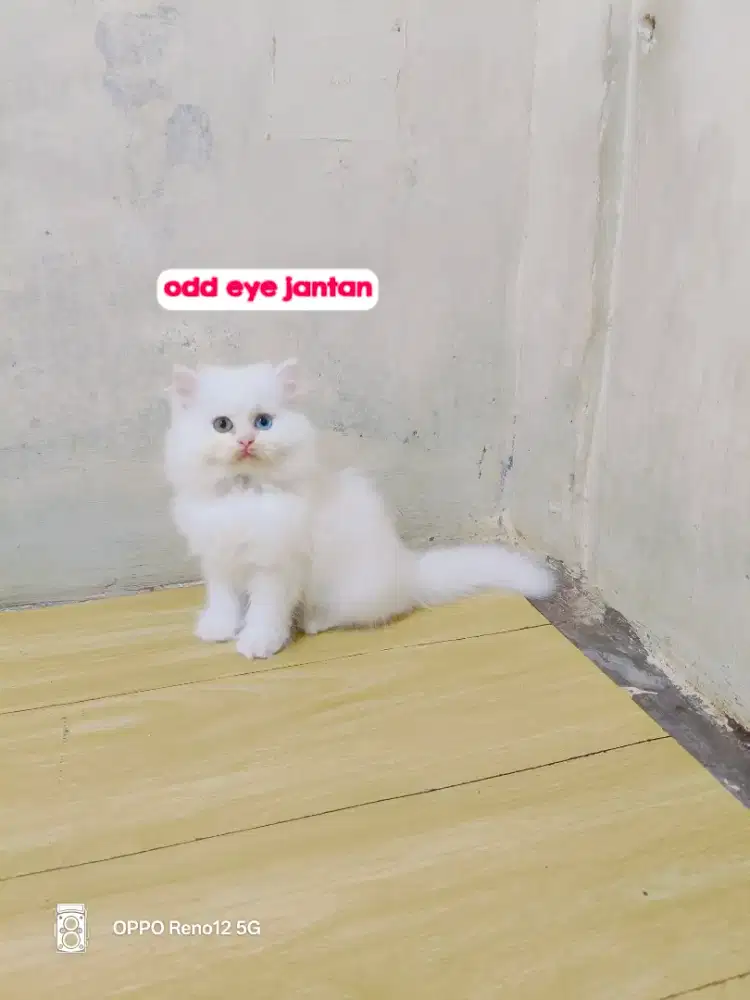 Kitten Persia odd eye