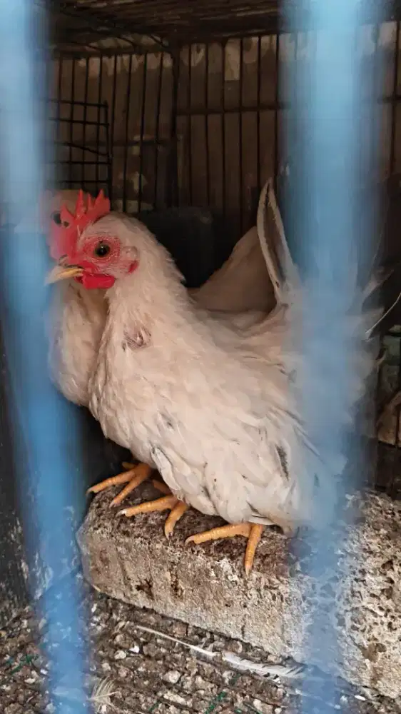 Ayam kate chabo sni sepasang 6bln