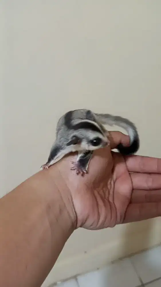 Sugar glider white face betina