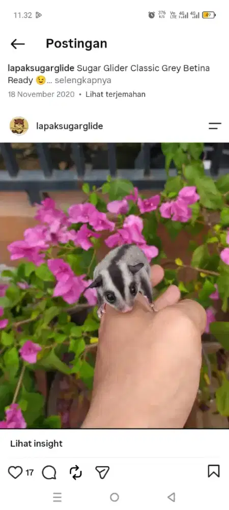 Sugar glider classic grey