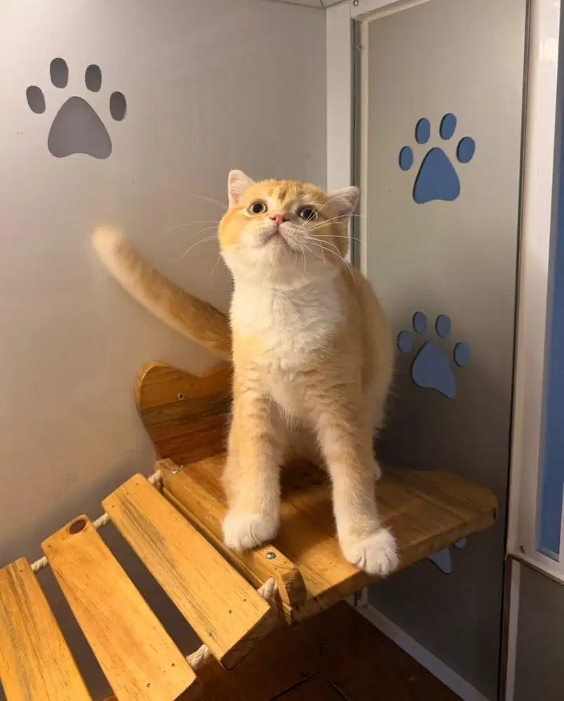 Kucing British Short Hair BSH (Import line)
