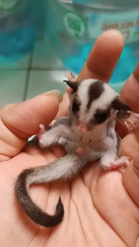Sugargliders joey