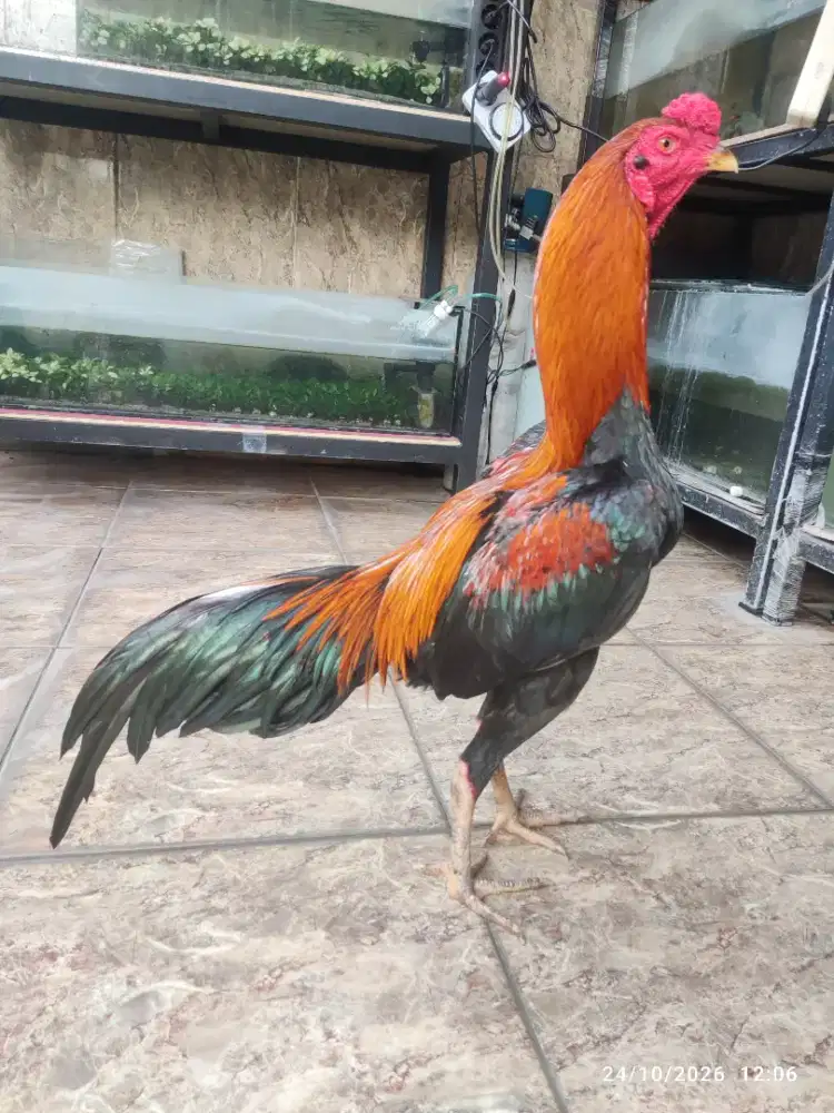 Ayam bangkok satria sinekti