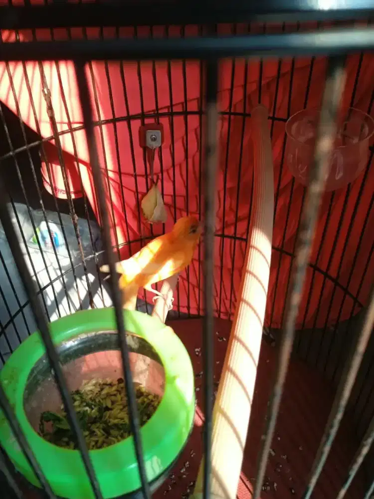 kenari merlok sama kenari loper