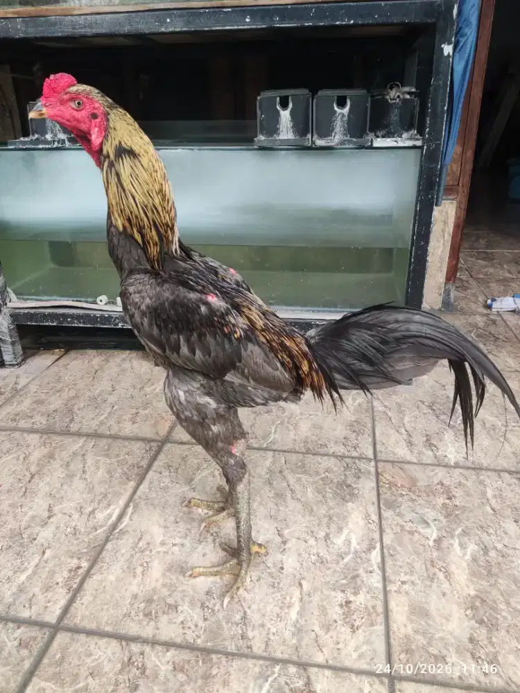 Ayam Bangkok mangon