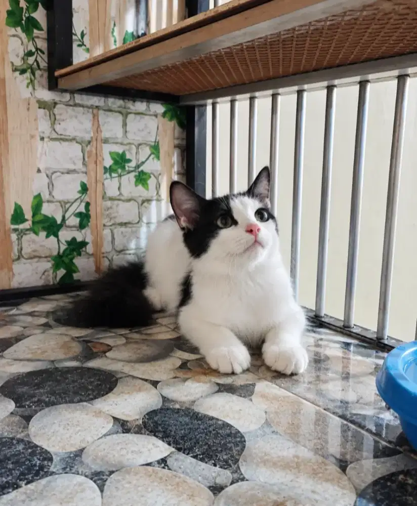 Kitten persia medium 4.5 bulan jantan