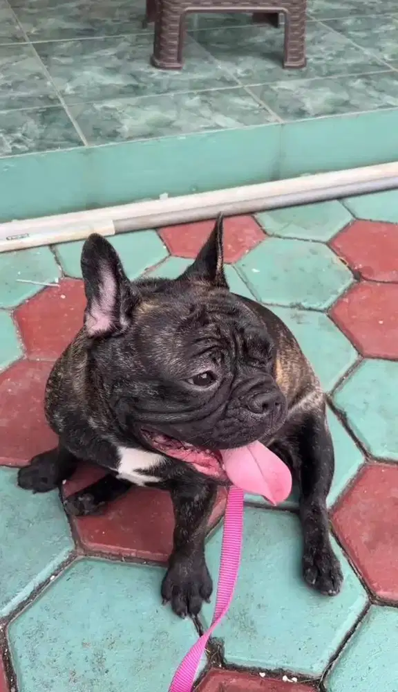 French bulldog betina