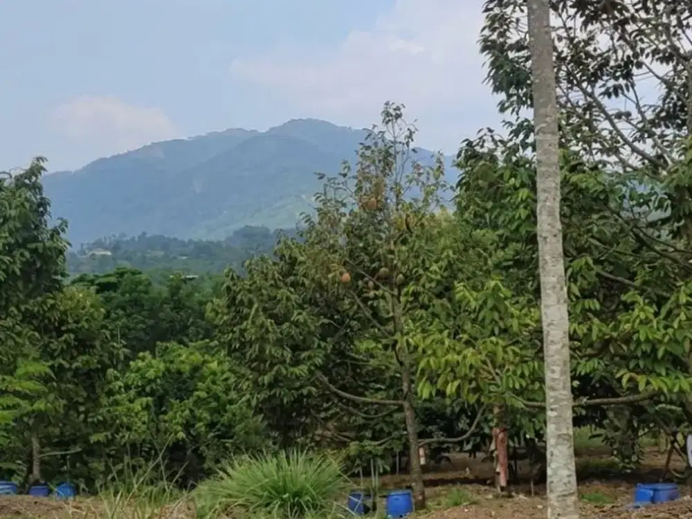 Peluang Investasi Properti Rp20 Miliar – Lahan Produktif 25 Hektar di Bogor