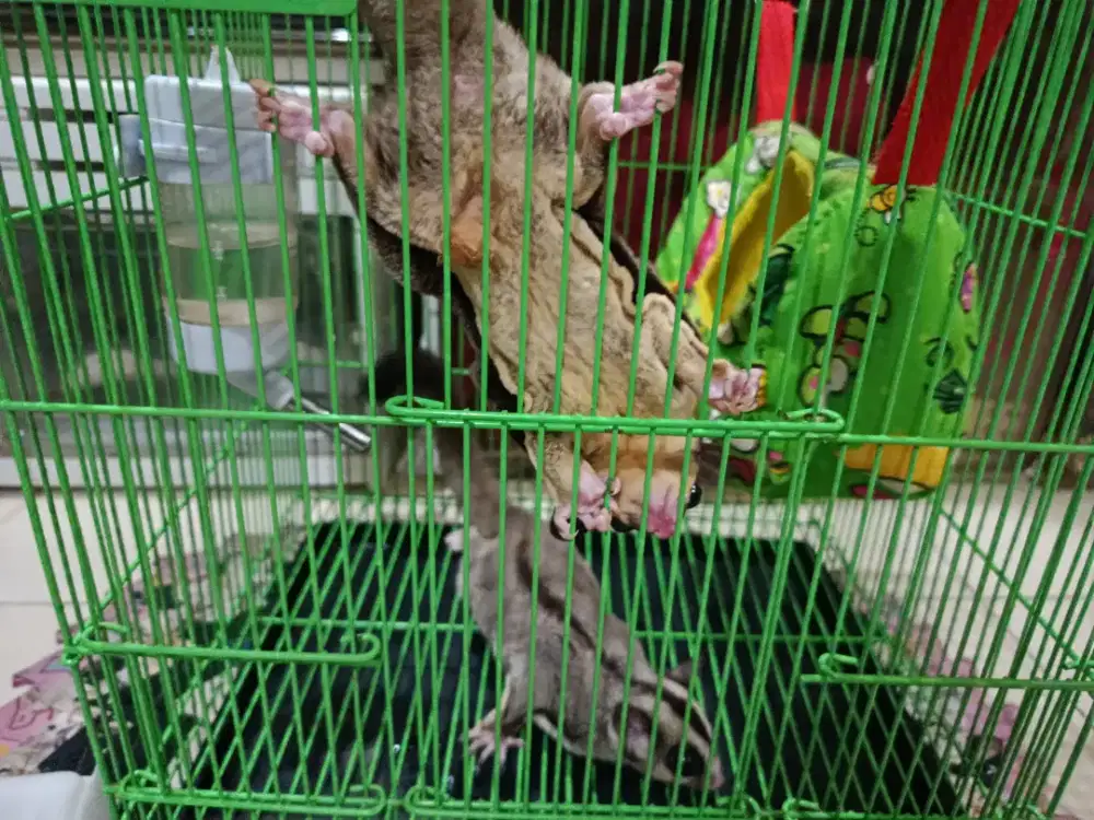 Dijua ibdukan sugar glider grey + kandang