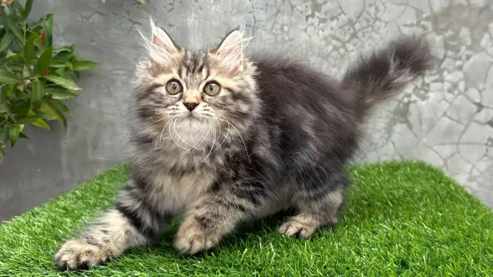 KUCING PERSIA MEDIUM JANTAN & BETINA 2 BULAN