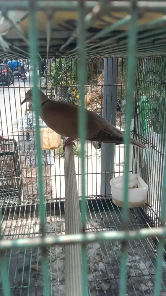 Burung puter jual burtok