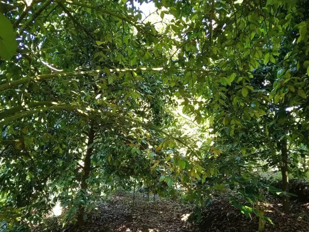 Dijual Tanah Kebun Berada di Kawasan Agrowisata & Jalur Pendakian