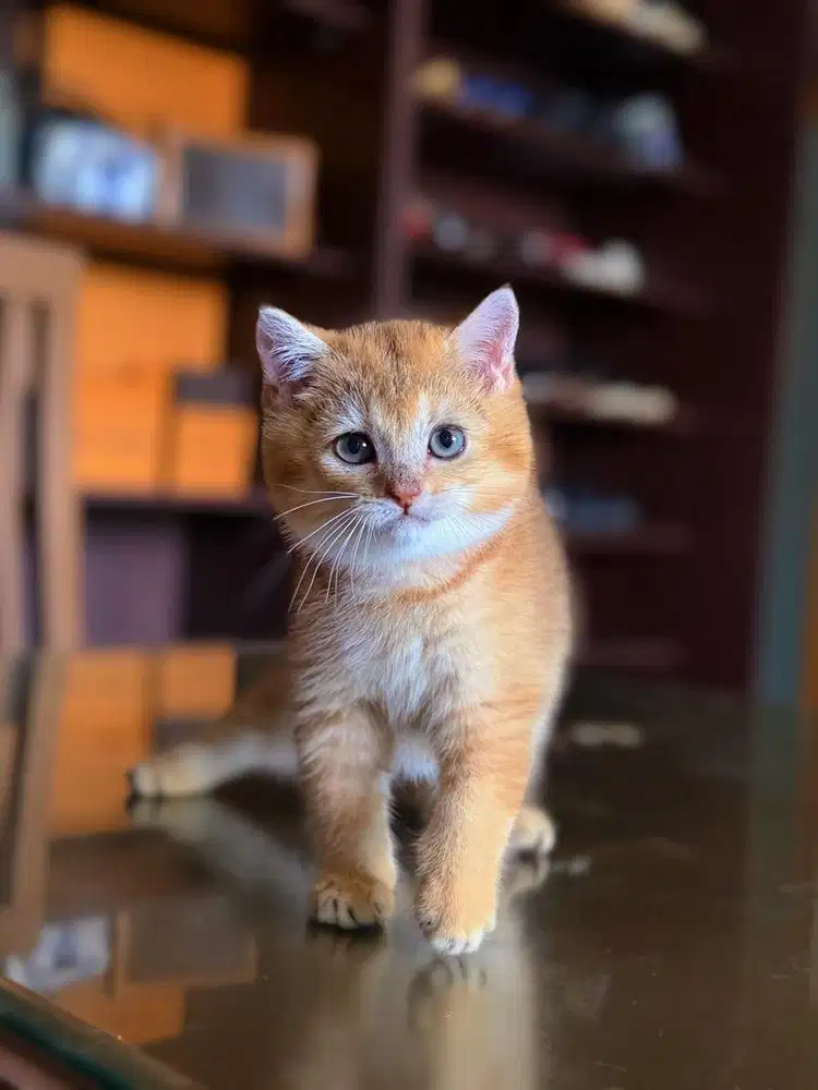 Kucing British Shorthair MALE GOLDEN BSH SF