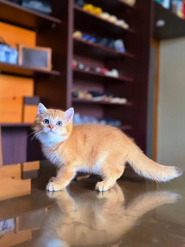 Kucing British Shorthair MALE GOLDEN BSH SF