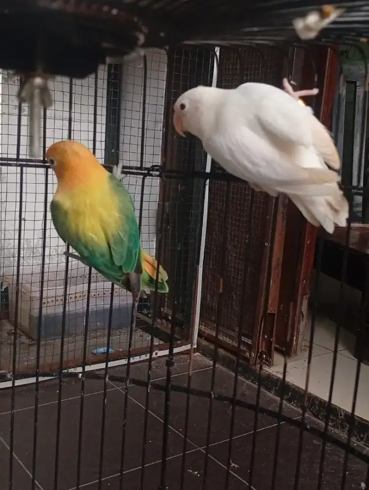LOVEBIRD PASANGAN - ALBINO MM X BIOLA AQUA B1