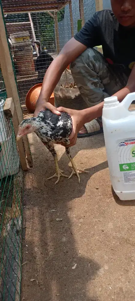 Anakan ayam  bangkok