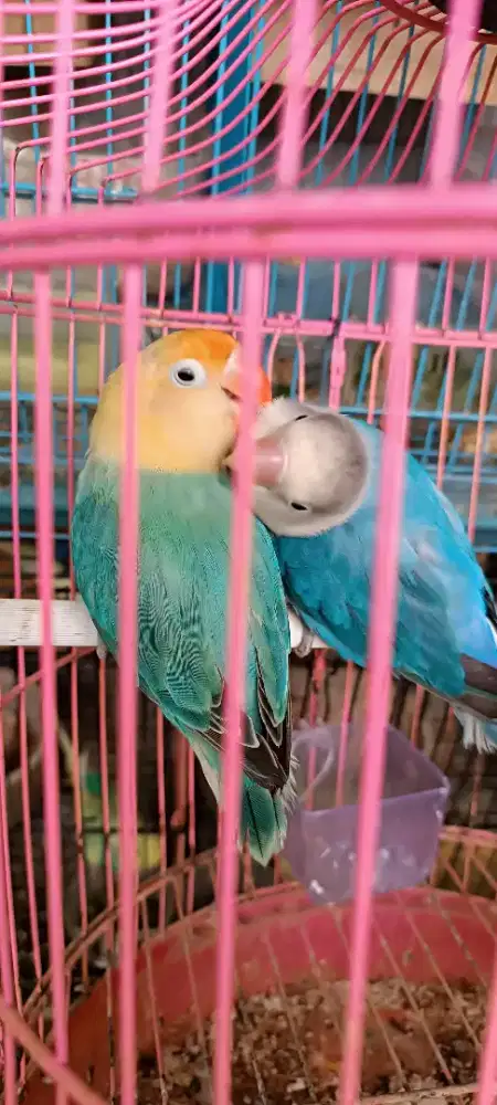 Pasangan siapan lovebird