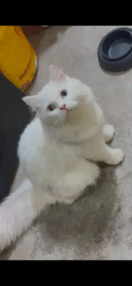 Persia Betina Gembul