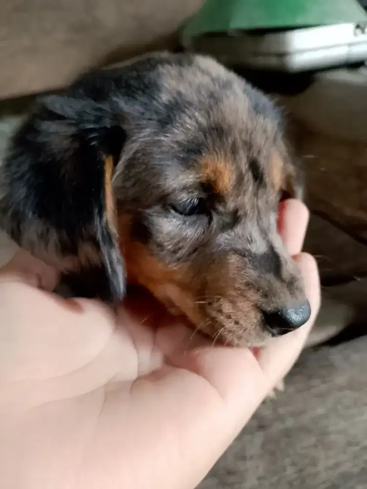 puppy anjing tekel kecil lucu