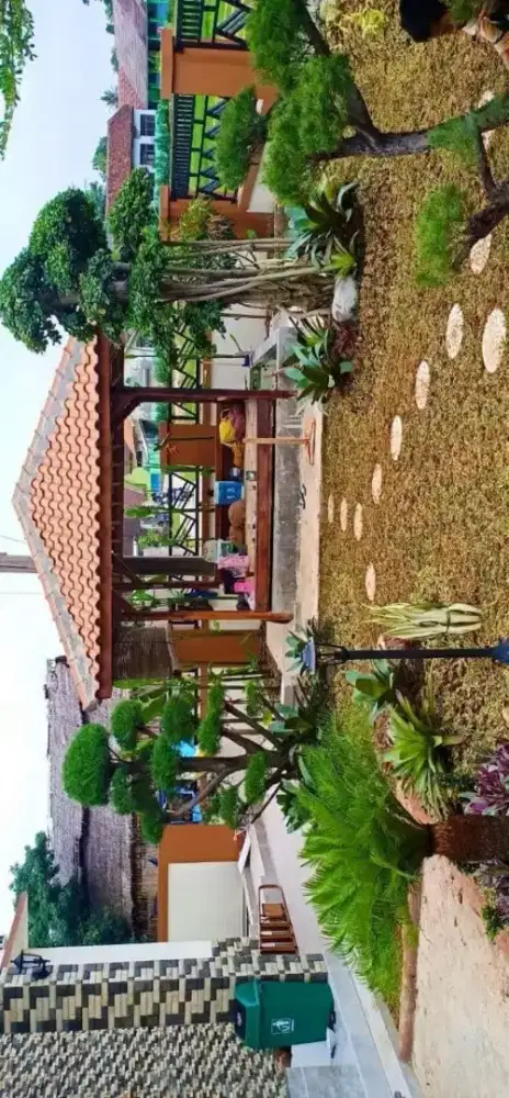 Rumput gajah mini harga termasuk ongkir dan jasa tanam 40.000/meter