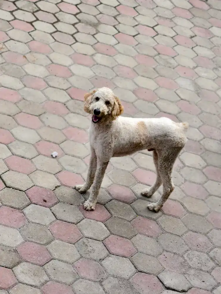 Giant poodle jantan stambum vaksin lengkap