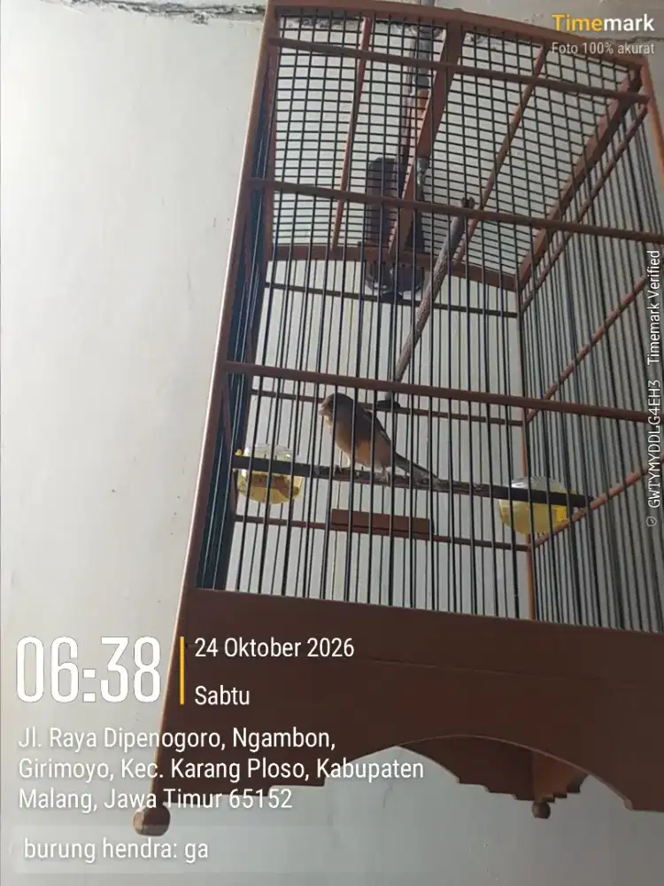 Kenari loper jantan