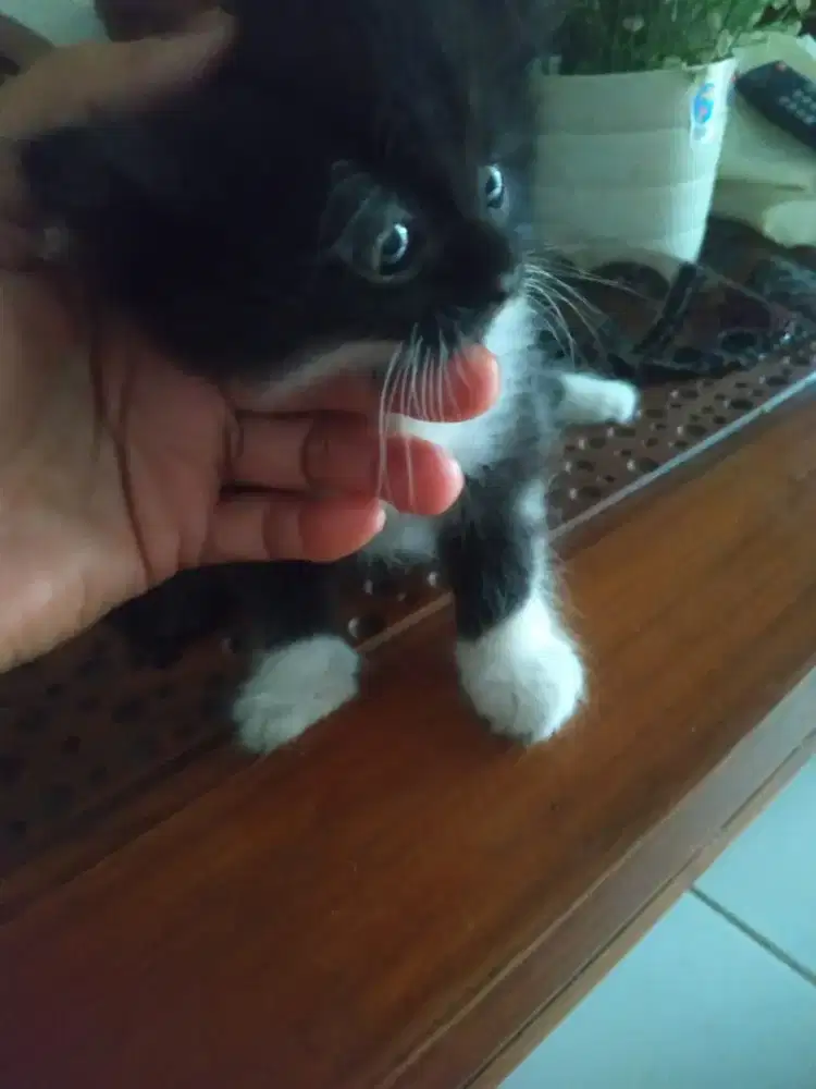 KUCING PERSIA KITTEN