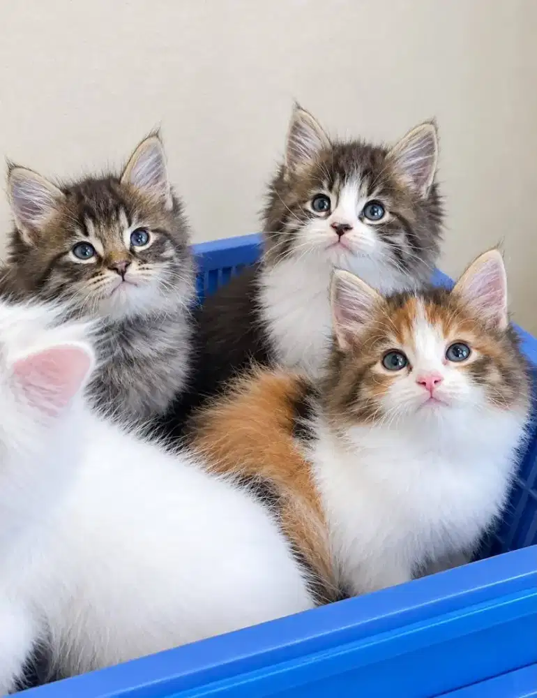 Persia calico,tabby & black white