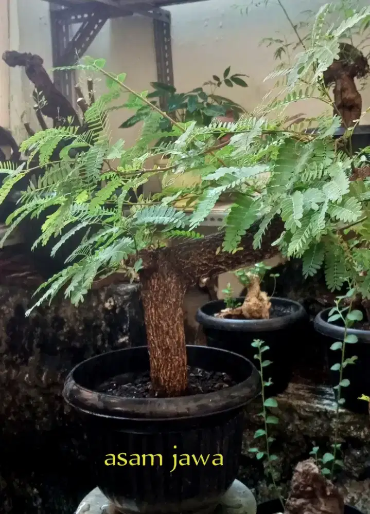 Bonsai asam jawa