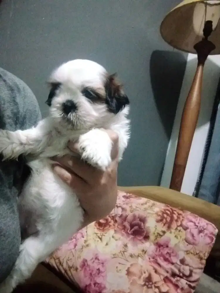 Puppy Shihtzu famale