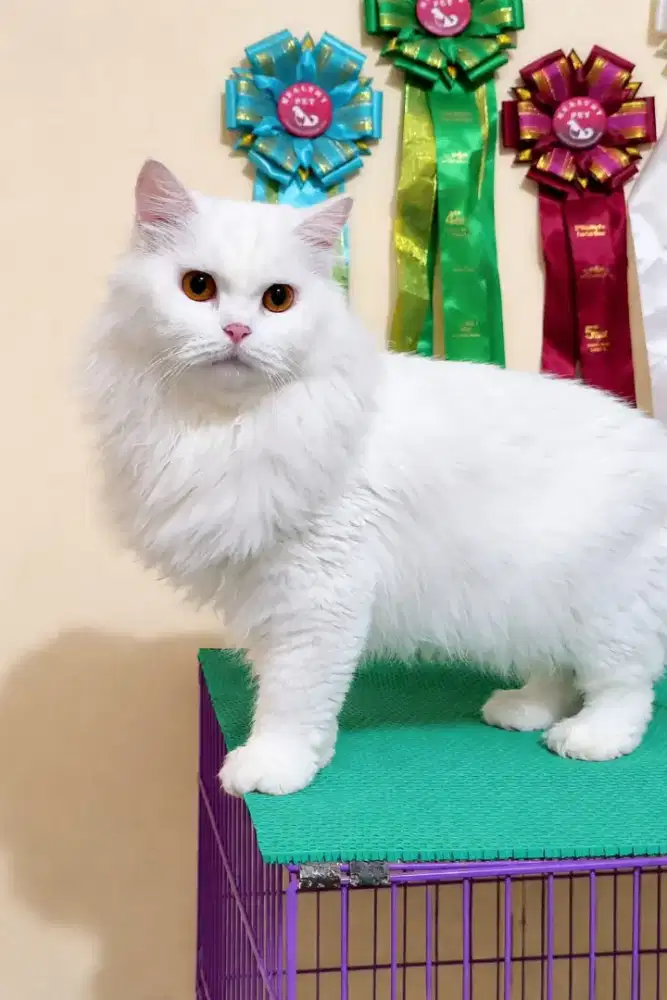 British Shorthair (Longhair)