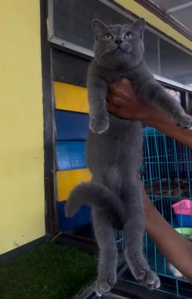 Kucing ras bsh bukan persia