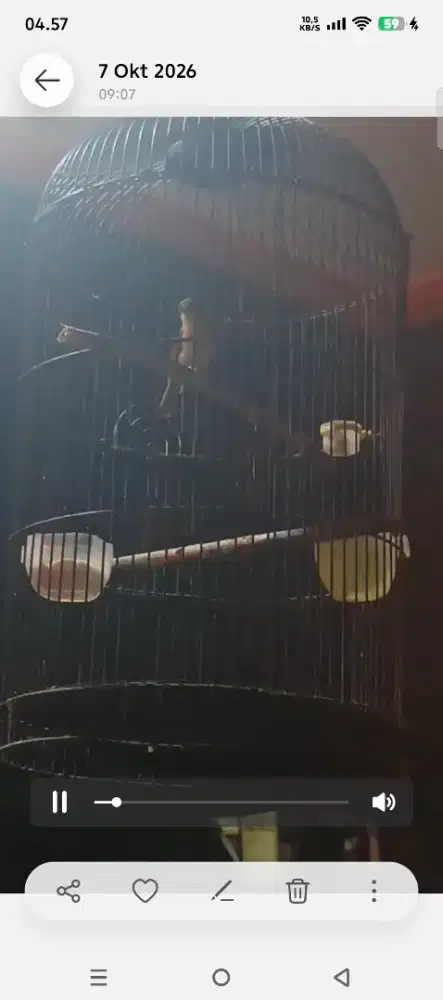 Burung flamboyan udah ngebrem