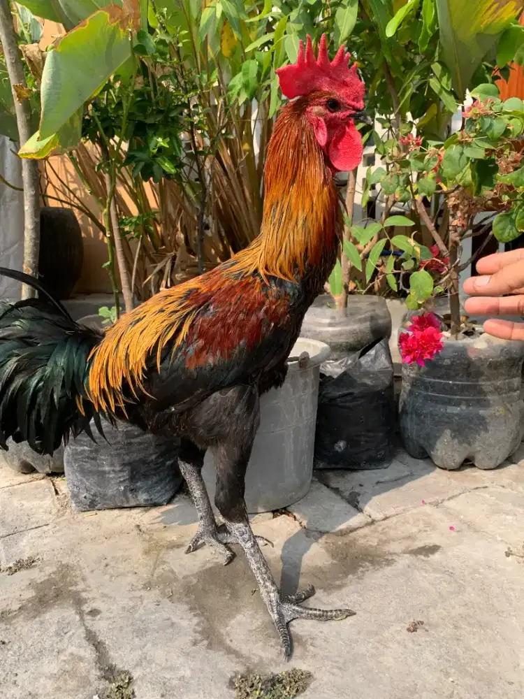 Ayam pelung jantan muda belajar bunyi sangat jumbo