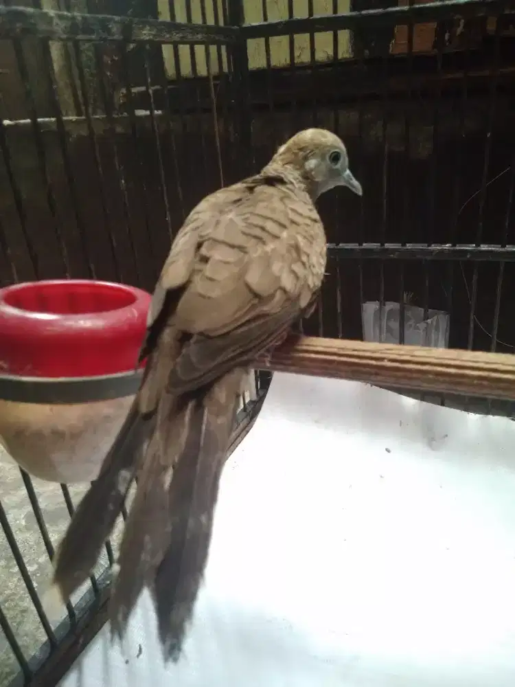 Burung perkutut lokal silangan bangkok jantan