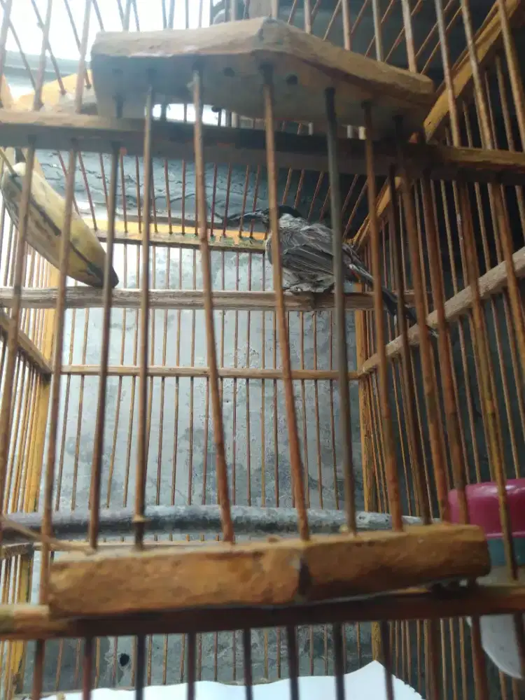 Burung kutilang kapas