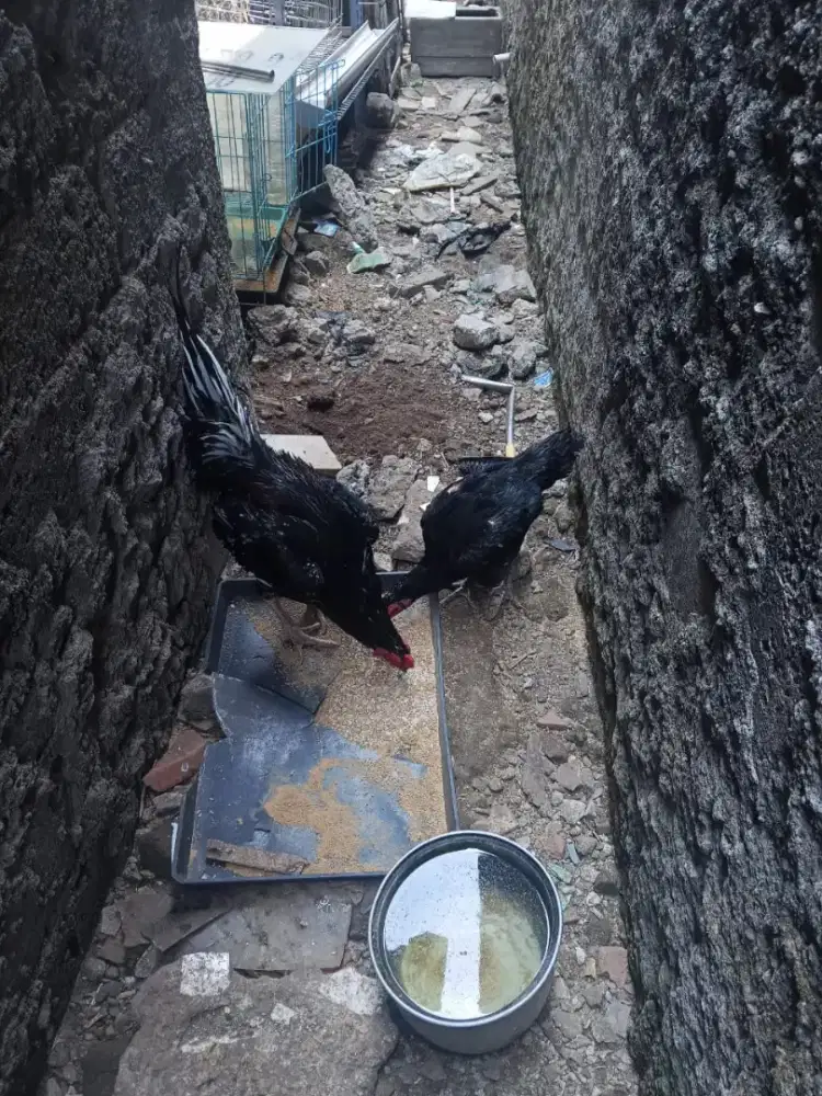 Ayam Bangkok sepasang