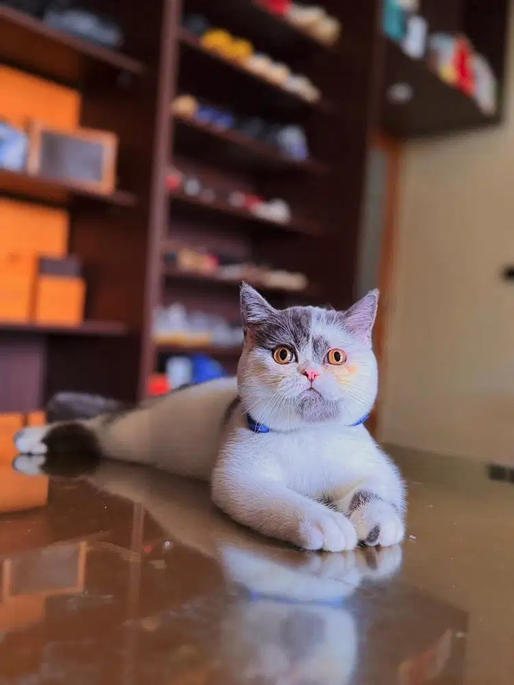 Kucing British Shorthair MALE BSH SF