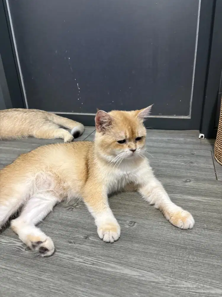 BRITISH SHORT HAIR BSH