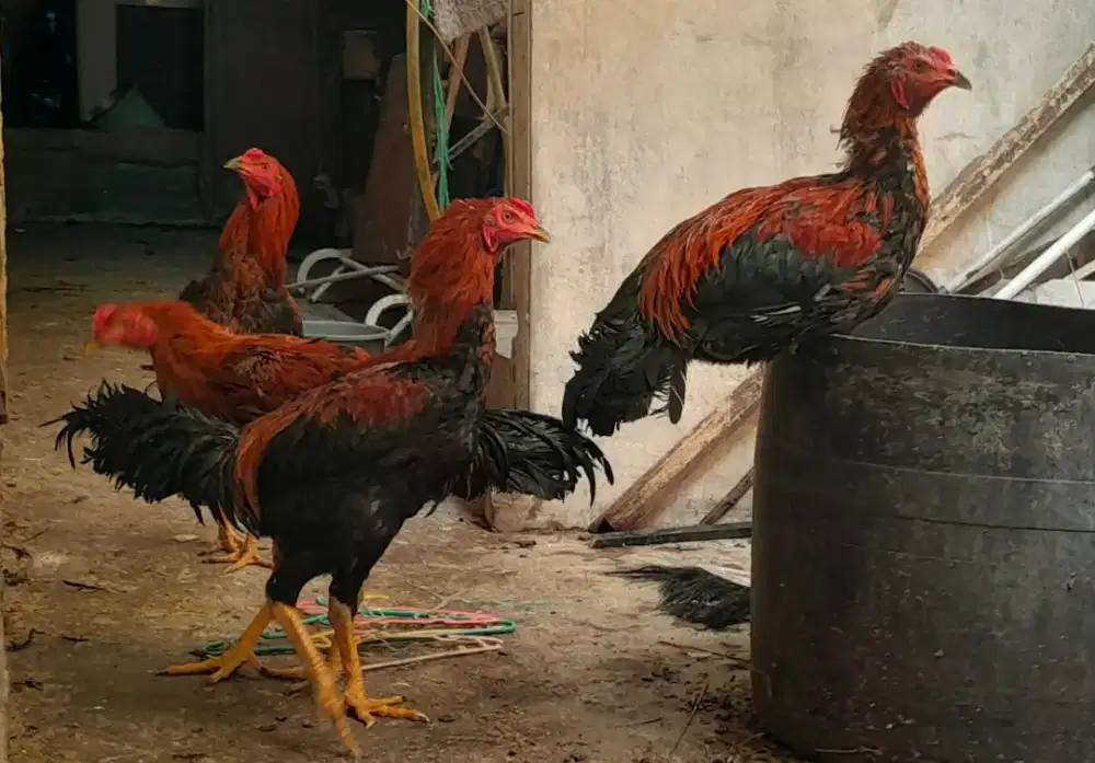 Ayam Pelung anakan 4 bulanan