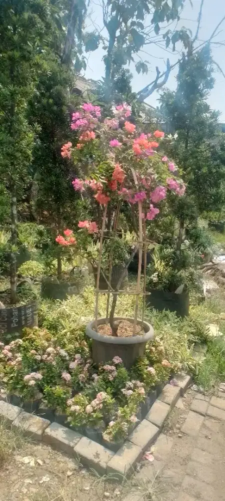 Pohon bunga bugenvil tri color