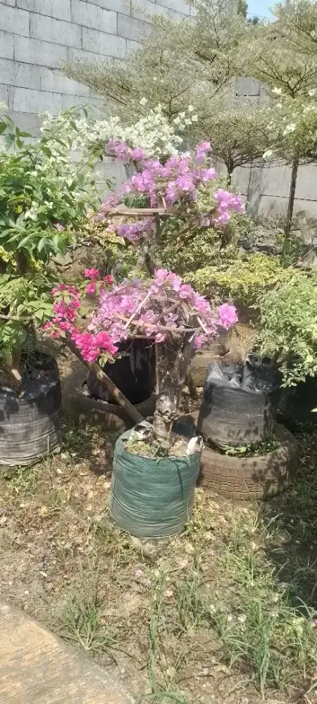 Tanaman / pohon bugenvil tiga warna