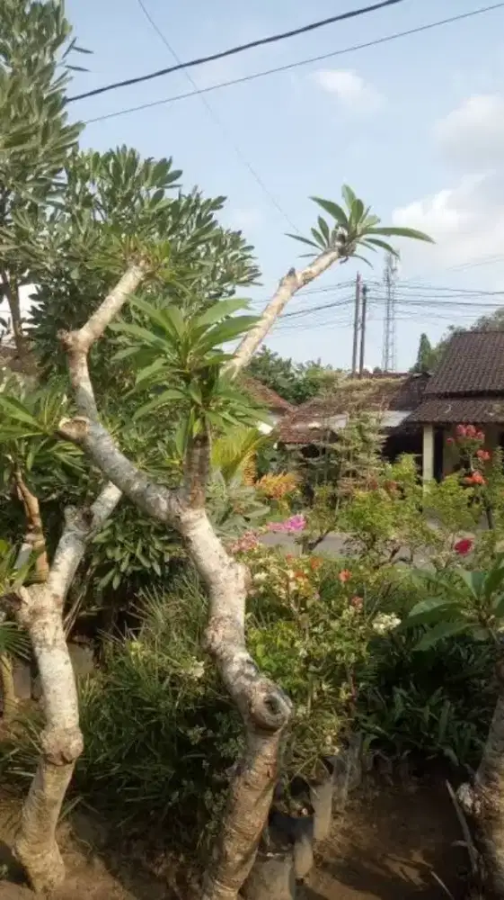 Tanaman kamboja bali semi fosil