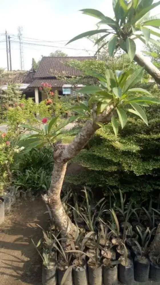 Kamboja semi fosil